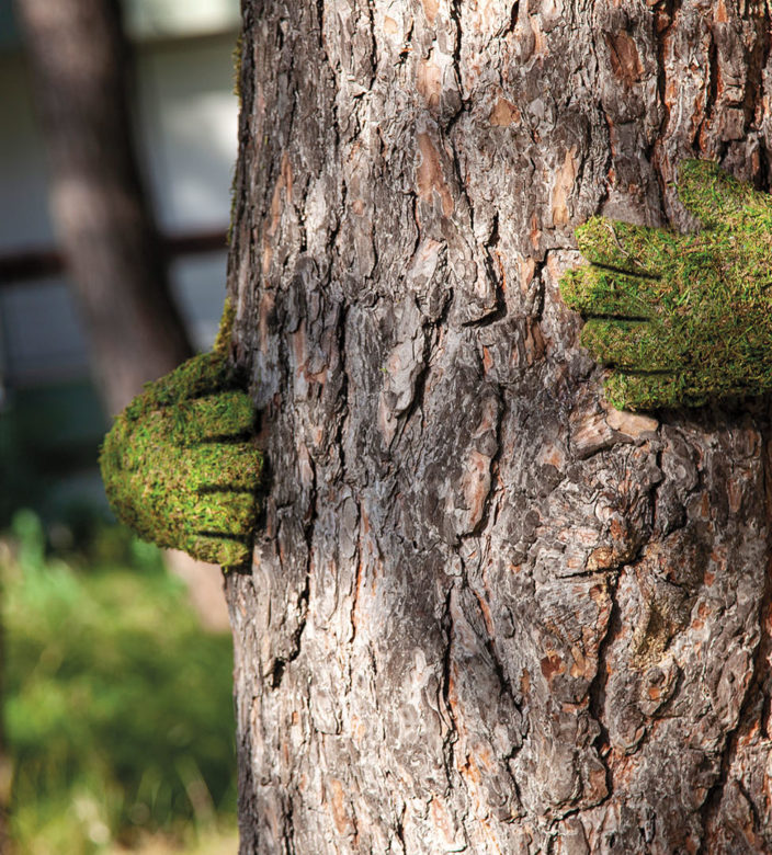 Tree hug